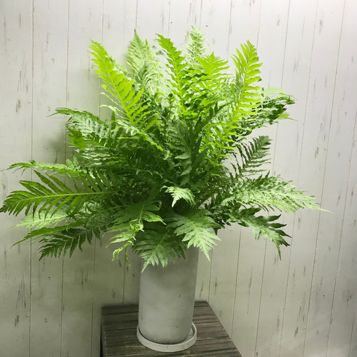 シダ ブレクナム シルバーレディ Blechnum gibbum 'Silver lady