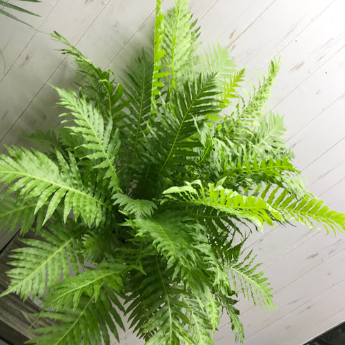シダ ブレクナム シルバーレディ Blechnum gibbum 'Silver lady