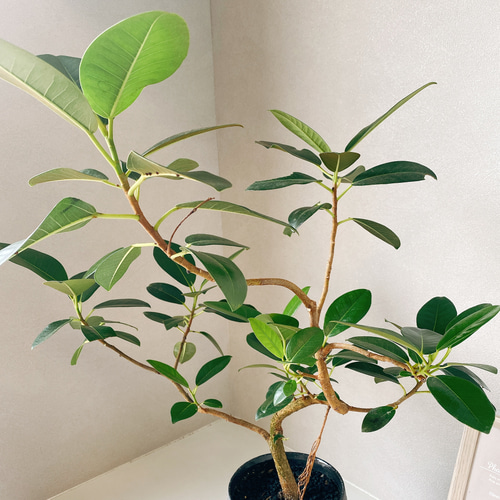 フランスゴムの木 曲がり おしゃれ 観葉植物 陶器鉢受け皿付き