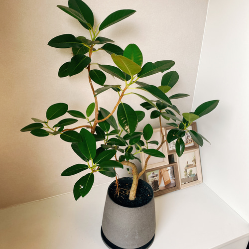 【特価】特大　美形　フランスゴムの木　曲がり仕立て　陶器鉢　植え込み発送 フランスゴムの木 曲がり おしゃれ 観葉植物 陶器鉢受け皿付き