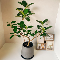 フランスゴムの木 曲がり おしゃれ 観葉植物 陶器鉢受け皿付き