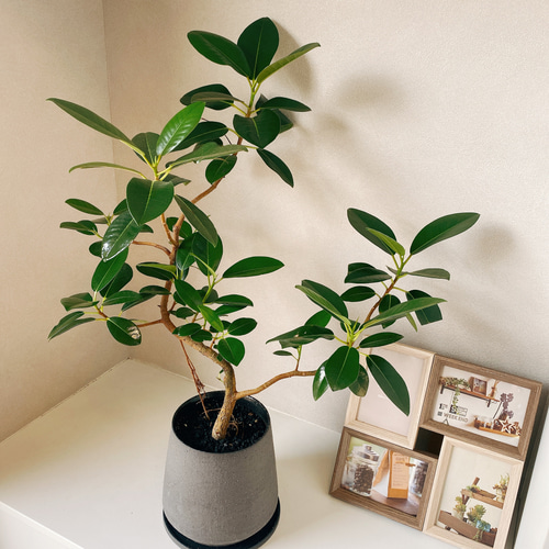 大型　フランスゴムの木　陶器鉢　植え込み発送 楽天市場】【信楽焼】 フランスゴム 鉢植え 国産鉢 陶器鉢 ホワイト