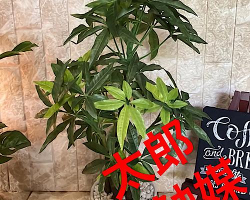 光触媒 人工観葉植物 ウォールグリーン フェイク フラワー パキラ58