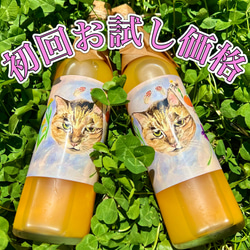 【お試しセール】ねこ農園の青島みかんストレートジュース500ml 1枚目の画像