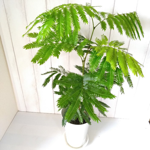 次回入荷未定 エバーフレッシュ 高さ◎ 樹形綺麗 ボリューム