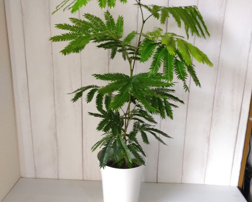次回入荷未定 エバーフレッシュ 高さ 樹形綺麗 ボリューム 可愛い涼しげ観葉植物 6号鉢 ギフト お祝い 多肉植物 phylicaフィリカ 通販|Creema(クリーマ) 14235963 次回入荷未定 エバーフレッシュ 高さ 樹形綺麗 ボリューム 可愛い涼しげ観葉植物 6号鉢 ギフト お祝い 多肉植物 phylicaフィリカ 通販|Creema(クリーマ) 14235963