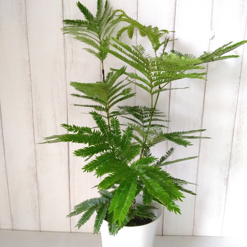 次回入荷未定 エバーフレッシュ 高さ◎ 樹形綺麗 ボリューム