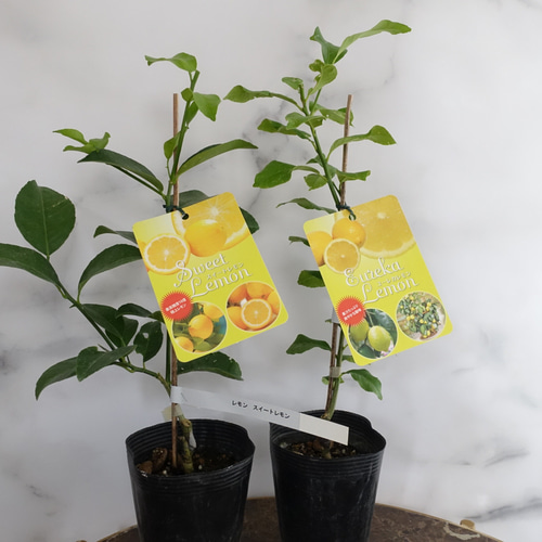 スィートレモン苗木♪ 柑橘 レモン スイートレモン 苗 販売 苗木部 By 花ひろばオンライン