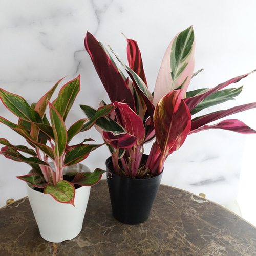 アグラオネマ カラテア ストロマンテ トリオスター 2鉢セット 観葉植物