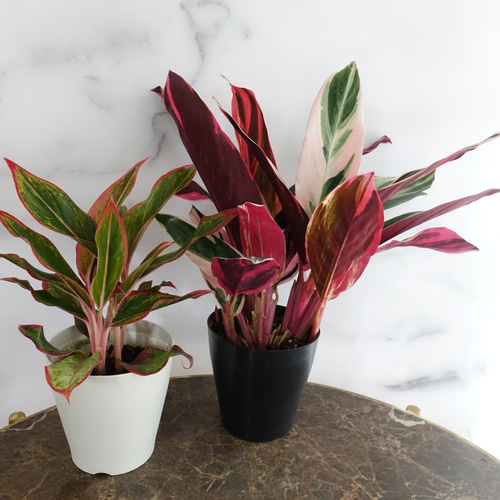 アグラオネマ カラテア ストロマンテ トリオスター 2鉢セット 観葉植物