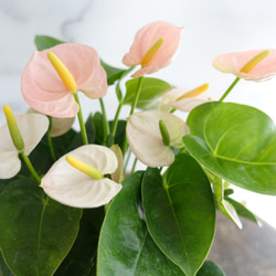 淡いピンクが可愛い♡アンスリウム　スピリット　4号鉢　観葉植物　室内　おしゃれ　プレゼント　1鉢 10枚目の画像