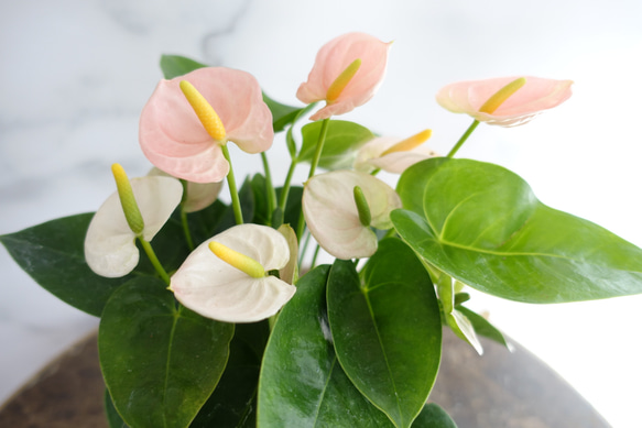 淡いピンクが可愛い♡アンスリウム　スピリット　4号鉢　観葉植物　室内　おしゃれ　プレゼント　1鉢 10枚目の画像