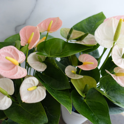 淡いピンクが可愛い♡アンスリウム　スピリット　4号鉢　観葉植物　室内　おしゃれ　プレゼント　1鉢 11枚目の画像