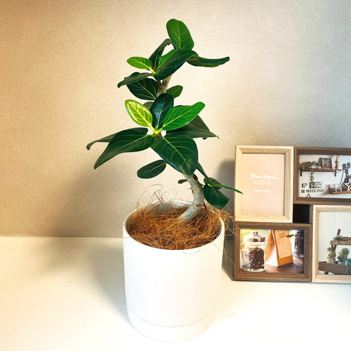 国内外の人気集結！ 在庫］フィカス ベンガレンシス 陶器鉢受け皿付き 観葉植物 フィカス