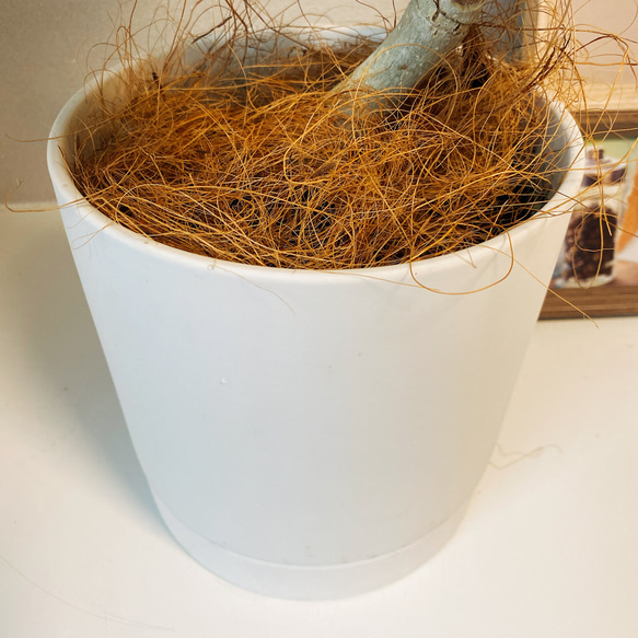 ［在庫］フィカス　ベンガレンシス　陶器鉢受け皿付き　観葉植物　おしゃれ　室内　ゴムノキ 6枚目の画像