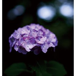 紫陽花ポストカード　5枚組　D 4枚目の画像