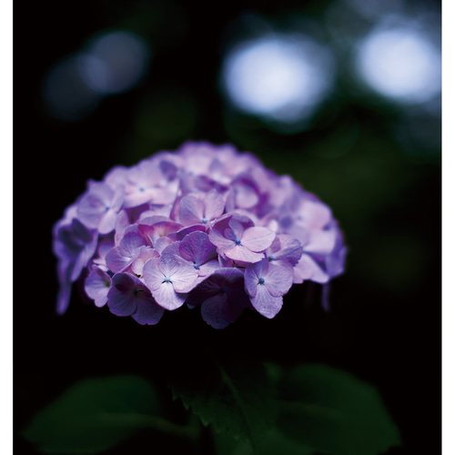 紫陽花ポストカード 5枚組 D ポストカード P.S.Gerader Baum
