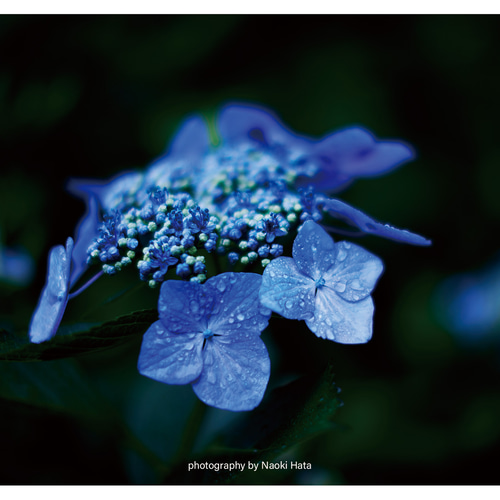ガーベラ 押し花｜花材セット 】F-406 | BLOOM MAISON