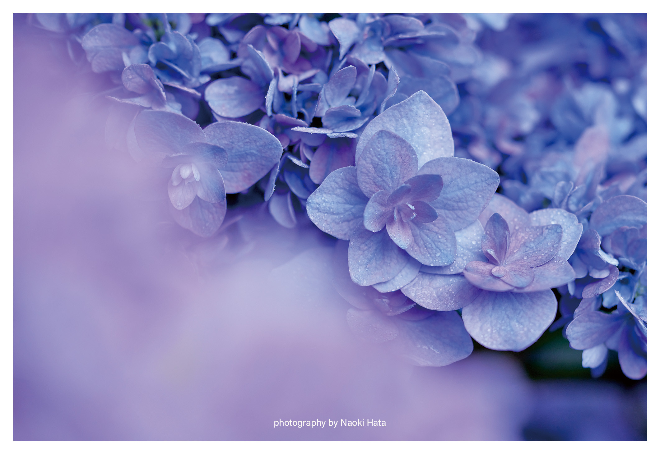 ラナンキュラス 押し花｜花材セット 】F-233 | BLOOM MAISON