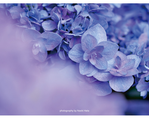 ⭐花⭐ SMILE ORCHID｜花刺繍モチーフ付きペプラムトップス&テーパード