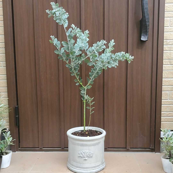 可愛い♪パールアカシア　テラコッタ鉢植え　カラーリーフ　オージープランツ苗　苗木 6枚目の画像