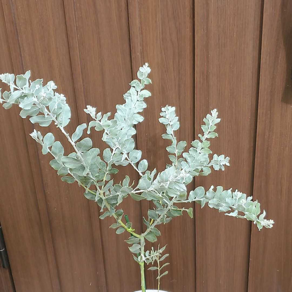 可愛い♪パールアカシア　テラコッタ鉢植え　カラーリーフ　オージープランツ苗　苗木 4枚目の画像