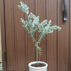 可愛い♪パールアカシア　テラコッタ鉢植え　カラーリーフ　オージープランツ苗　苗木 2枚目の画像
