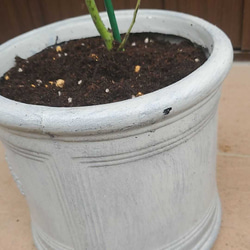 可愛い♪パールアカシア　テラコッタ鉢植え　カラーリーフ　オージープランツ苗　苗木 7枚目の画像