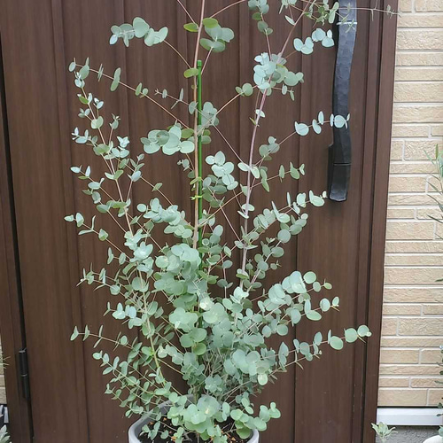 大苗♥　ユーカリグニー　ユーカリ　爽やかな　ユーカリの木 ユーカリ スティックス 花木苗 3.5号ポット/お買い得2個セット