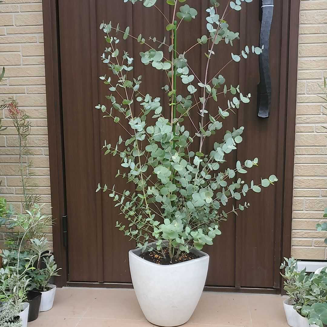 ボリューム株　ユーカリ　グニー　鉢植え　苗　シンボルツリーに