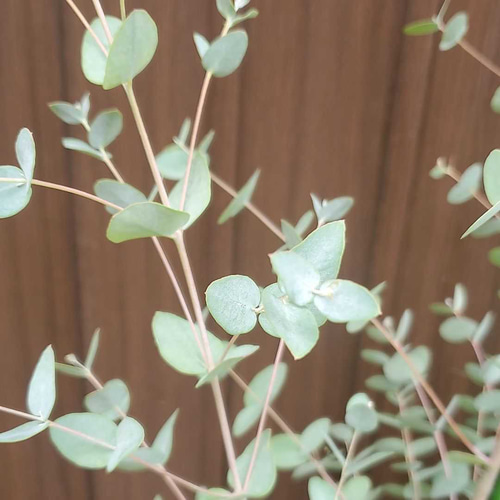 大苗♪ユーカリグニー モダン鉢植え 株立ち 苗 シンボルツリーに