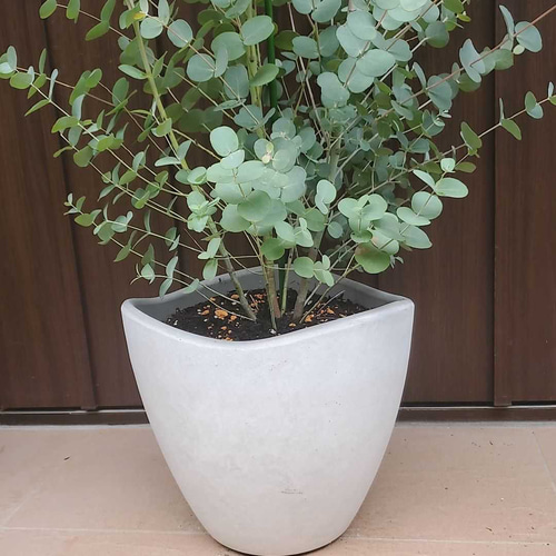 大苗♪ユーカリグニー モダン鉢植え 株立ち 苗 シンボルツリーに