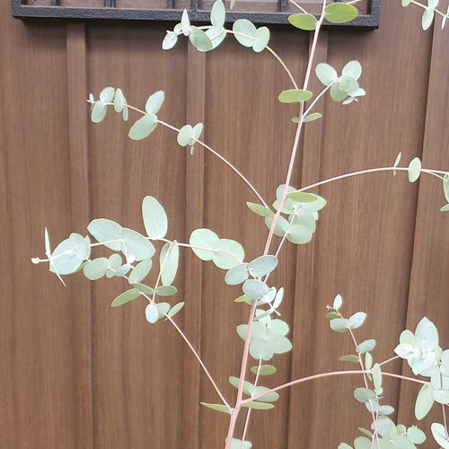 大苗♪ユーカリグニー モダン鉢植え 株立ち 苗 シンボルツリーに