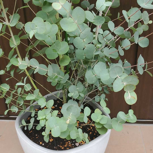 ボリューム株　ユーカリ　グニー　鉢植え　苗　シンボルツリーに 大苗♪ユーカリグニー モダン鉢植え 株立ち 苗 シンボルツリーに