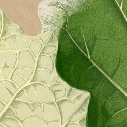 ソラナム / アートポスター 植物 葉 ヴィンテージイラスト グリーン 縦長 アンティーク プラント インテリア 6枚目の画像