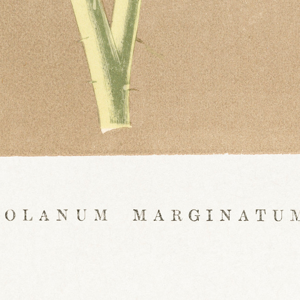 ソラナム / アートポスター 植物 葉 ヴィンテージイラスト グリーン 縦長 アンティーク プラント インテリア 5枚目の画像