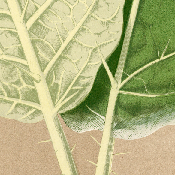 ソラナム / アートポスター 植物 葉 ヴィンテージイラスト グリーン 縦長 アンティーク プラント インテリア 4枚目の画像
