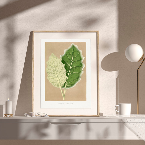 ソラナム / アートポスター 植物 葉 ヴィンテージイラスト グリーン 縦長 アンティーク プラント インテリア 2枚目の画像