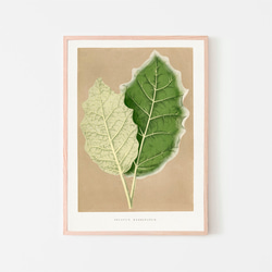 ソラナム / アートポスター 植物 葉 ヴィンテージイラスト グリーン 縦長 アンティーク プラント インテリア 3枚目の画像