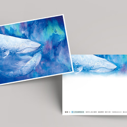 動物與牠們的產地 鲸魚 藍鯨 插畫 明信片 第3張的照片