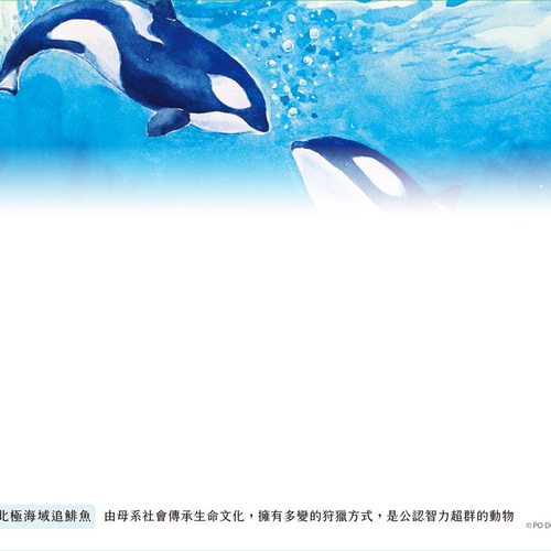 動物とその起源クジラキラークジライラストポストカード ポストカード