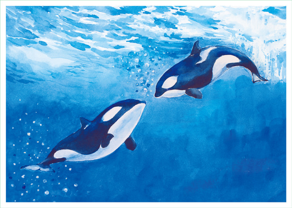 両面イラストカード　ウラシク　海外版　5枚　大 動物とその起源クジラキラークジライラストポストカード ポスト