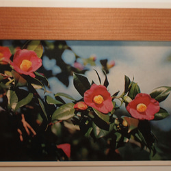 ホワイトボードや冷蔵庫の面にメモや写真を止める木目の美しいマグネット「森の記憶」4本ワンセット 6枚目の画像