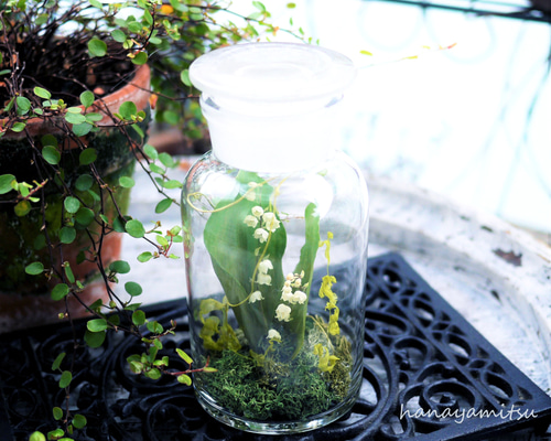 再販】Lis de la vallée.。.:♡* すずらん ドライフラワー