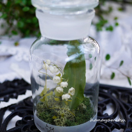 すずらんのドライフラワーM｜瓶詰めの森 ドライフラワー 花や蜜 通販