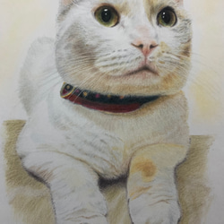 ペット似顔絵　ねこ　いぬ　似顔絵オーダー　肖像画　オーダーメイド　ポートレート 8枚目の画像