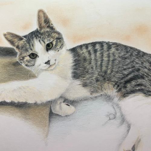 ペットの似顔絵 ネコ似顔絵 オーダーメイド リアル イラスト ペットの似顔絵 ネコ似顔絵 オーダーメイド リアル イラスト