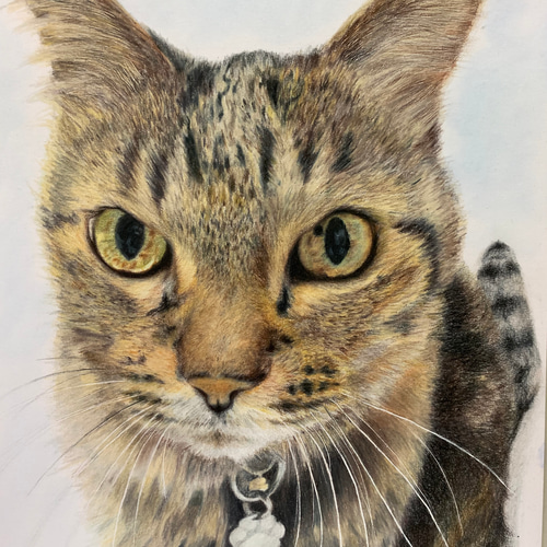 ペットの似顔絵 ネコ似顔絵 オーダーメイド リアル イラスト