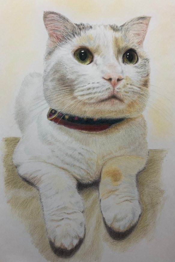 ペットの似顔絵オーダー　猫 ペットの似顔絵 ネコ似顔絵 オーダーメイド リアル イラスト