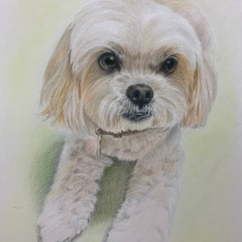 犬、猫、ペットの似顔絵オーダー ペット似顔絵 ねこ いぬ 似顔絵オーダー 肖像画 オーダーメイド